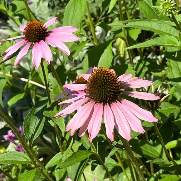 Five ⭐️ Seller - Fast Shipper! - Picture 12 of 15